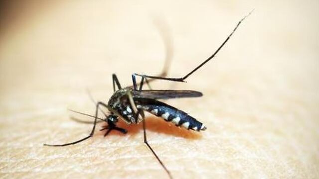 Dengue: con 8 millones de casos, la epidemia en las Américas no tiene precedentes