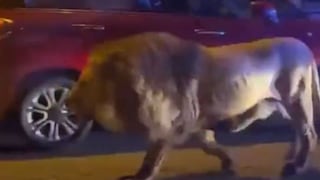 Italia: león se escapa de un circo y se pasea entre calles y casas de Ladispoli 