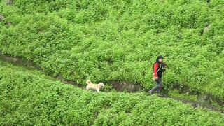 Las lomas de Lima y dos planes para proteger 19.400 hectáreas de biodiversidad | FOTOS