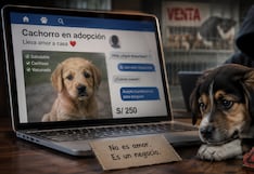 WUF: El peligro de las ‘falsas adopciones’ y mafias de venta de animales en internet