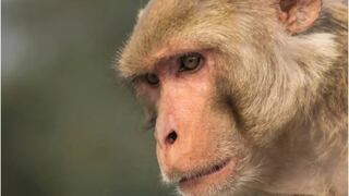 El mundo mira con atención a la viruela de los monos