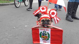 Parada Militar: mascotas lucen peculiares disfraces durante desfile por Fiestas Patrias