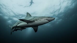 Piden al Gobierno apoyar iniciativa para regular el comercio internacional de tiburones