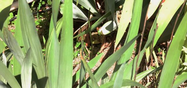 Sumérgete en la naturaleza y encuentra a la rana oculta