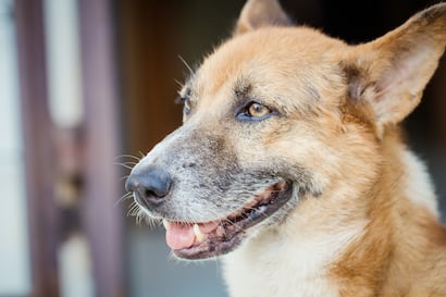 Consultorio WUF: ¿Qué son los estornudos inversos en perros y por qué ocurren?