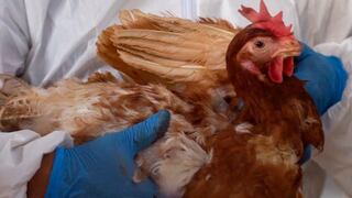 OMS aclara que reciente muerte en México de un paciente no es atribuible a la gripe aviar