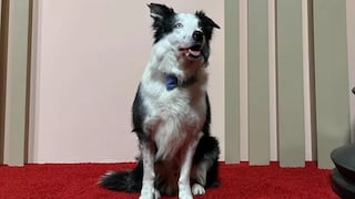 Oscar 2024: el perro de “Anatomía de una caída” fue al almuerzo de nominados