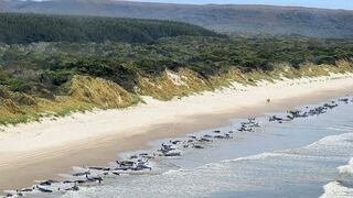 Confirman muerte de unas 200 ballenas que quedaron varadas en una remota playa australiana