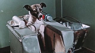 La increíble odisea de Laika, la perrita “pionera” enviada a morir al espacio