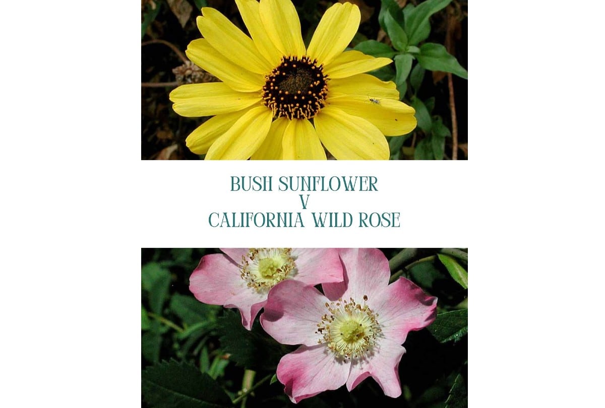 El girasol silvestre se enfrenta a la rosa silvestre de California en una llave. | Crédito: sandiegobirdalliance