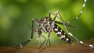 La historia del dengue, la enfermedad que pone a prueba al Perú desde hace siglos