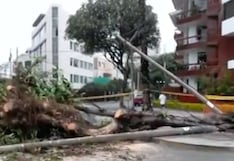 Miraflores: árbol cae y aplasta camioneta dejando dos heridos