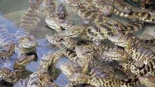 Hallan cocodrilos recién nacidos en una piscina pública