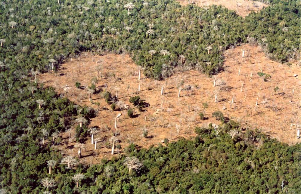 La deforestación en el bosque de Kirindy. Crédito: WWF Madagascar