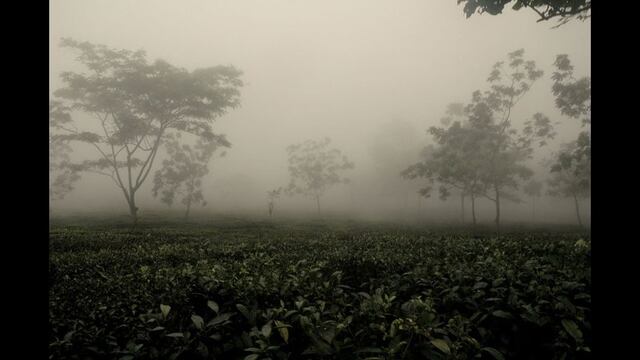 ¿Qué hace que el té Darjeeling sea el mejor del mundo? [FOTOS]