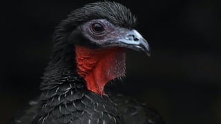 Pava aliblanca: el regreso de una ave emblemática que se creyó extinta por 100 años 