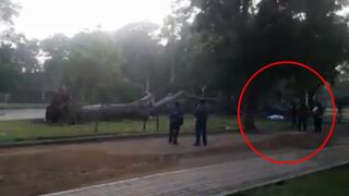 Chaclacayo: hombre murió tras caerle encima un gran árbol