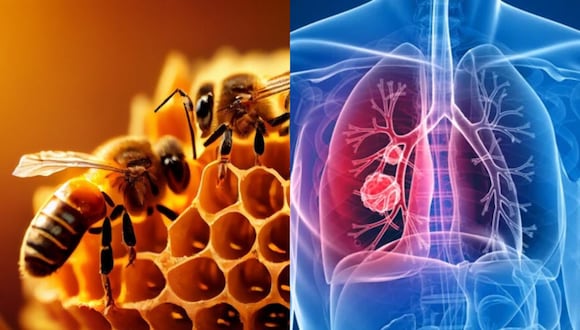 Científicos revelan cómo las ABEJAS podrían ayudar a detectar el cáncer de pulmón