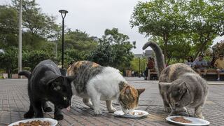 Parque Kennedy: ¿Qué acciones se deben tomar con las colonias callejeras de felinos?