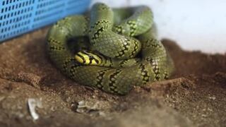 Científicos chinos logran criar a serpiente más bella del mundo
