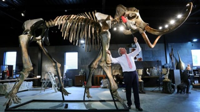 Científico estadounidense quiere revivir a los mamuts