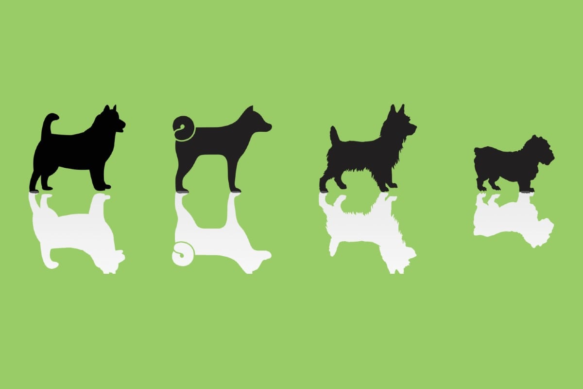 La elección de tu perro favorito te dirá cómo te ven los demás. (Imagen: Mag)