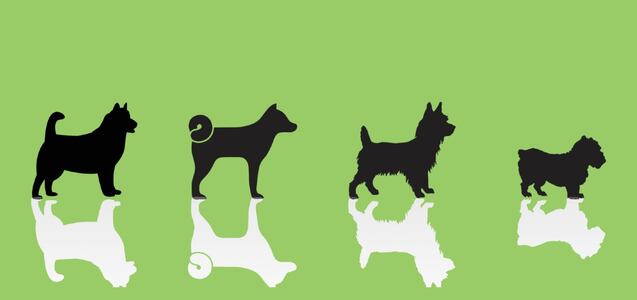 El perro que más te guste te revelará qué percepción tienen las personas de ti