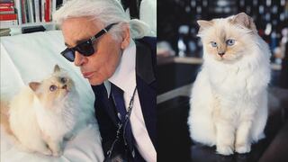 Día Internacional del Gato: conoce a Choupette Lagerfeld, la gata más rica del mundo | HISTORIA 