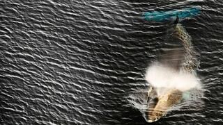 Por qué Japón insiste en cazar en ballenas contra la opinión de gran parte del mundo