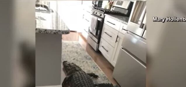 Sintió un fuerte ruido en la cocina y encontró un caimán gigante: se llevó el susto de su vida