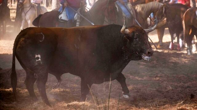 Chile: Toro escapa de su corral en rodeo y embiste a mujer en su propia casa