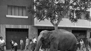 La historia de la elefanta de circo que decidió cruzar Lima hasta Barranco