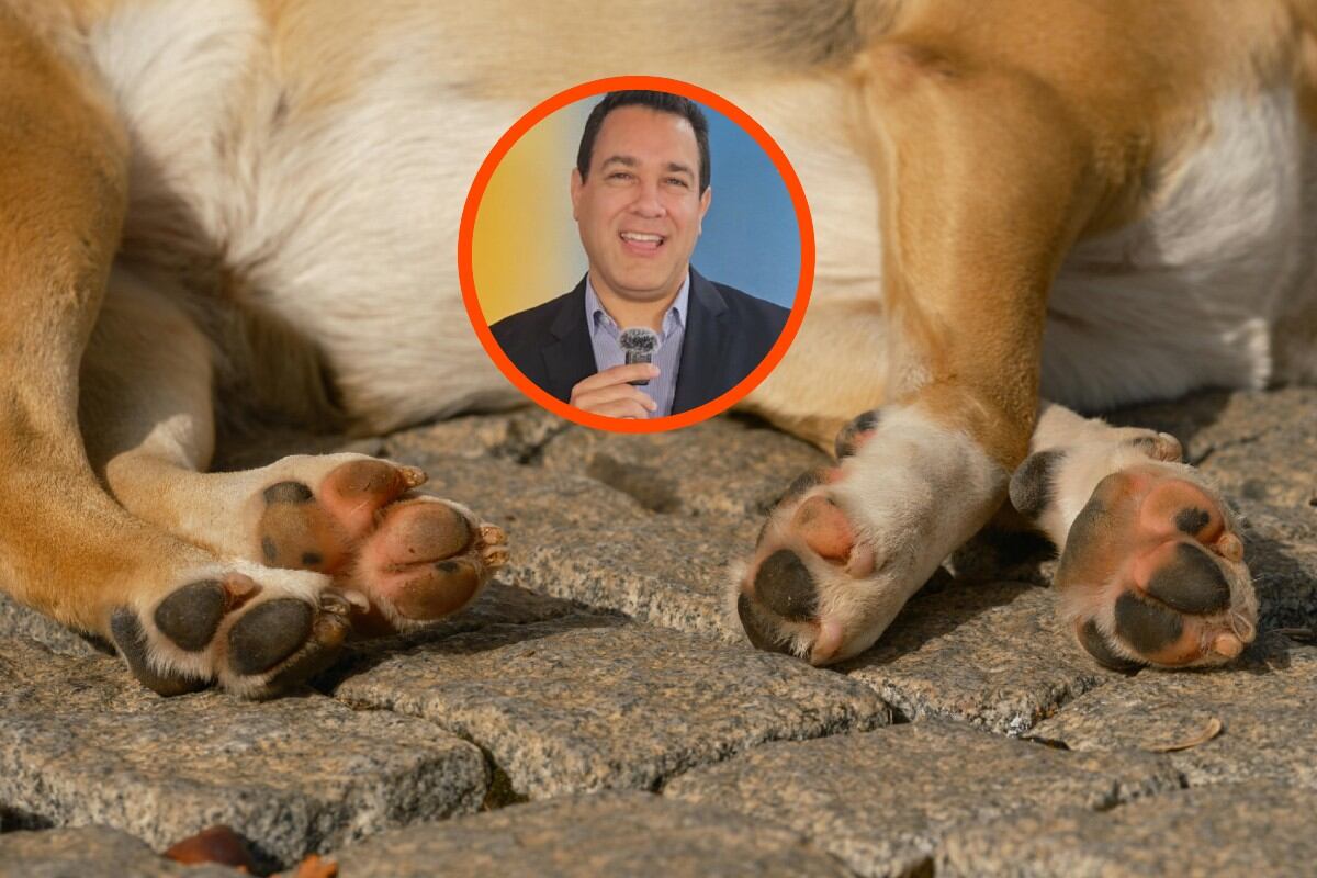 El caminar sobre el asfalto caliente puede producir quemaduras, grietas e inflamación en las almohadillas plantares de tu perro. (Foto: Engin Akyurt / Pexels)