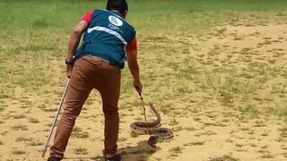 Junín: encuentran serpiente venenosa de 2 metros en una chacra