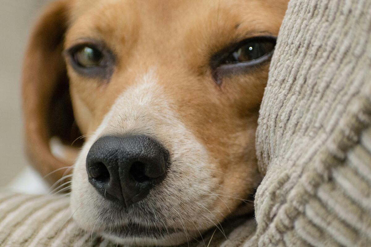 Tu mascota podrá tener un seguro de salud con descuento (Foto: Pexels)