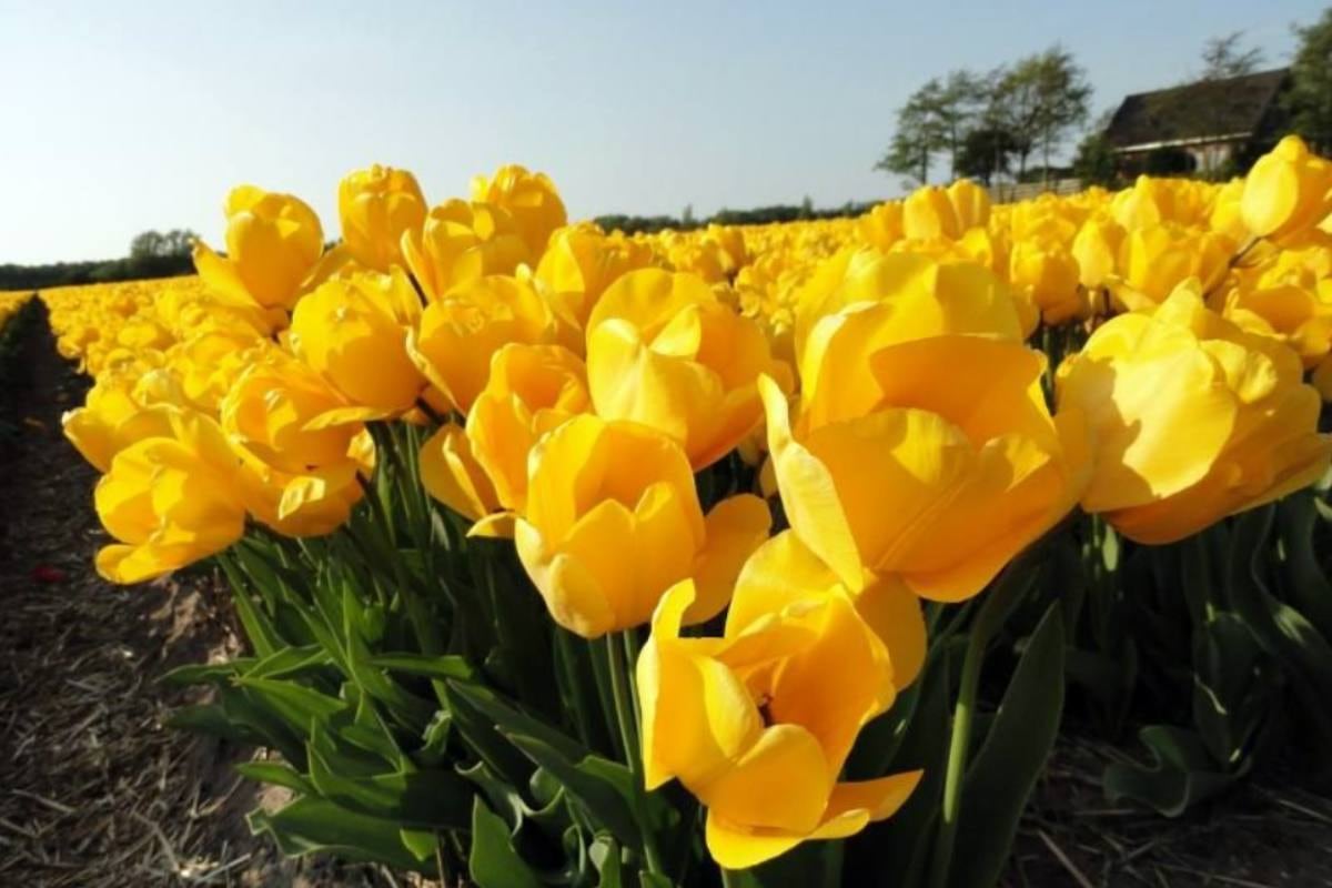 Regalar tulipanes amarillos es una forma de expresar aprecio, amor y cariño a los amigos, familiares y seres queridos. (Foto: jardineriaon.com)