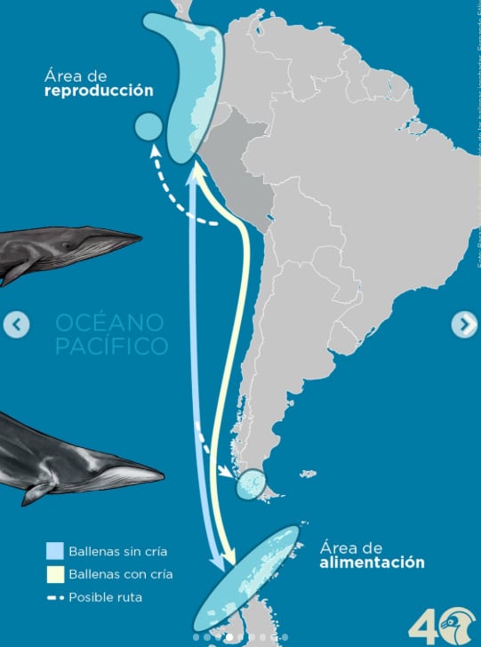 Este es el ciclo migratorio en condiciones normales de las ballenas. Los enormes mamíferos recorren 8 mil kilómetros en busca de comida y apareamiento. (Foto: SPDA Perú/Instagram)