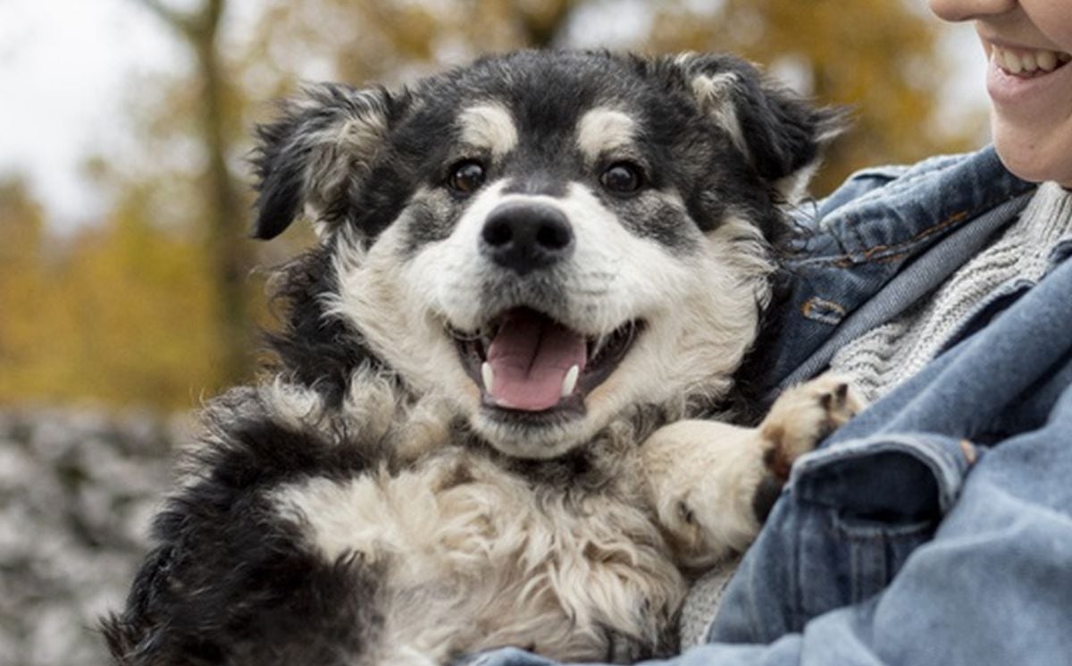 Algunos expertos aseguran que los perros envejecen los primeros años de vida (Foto: Freepik)