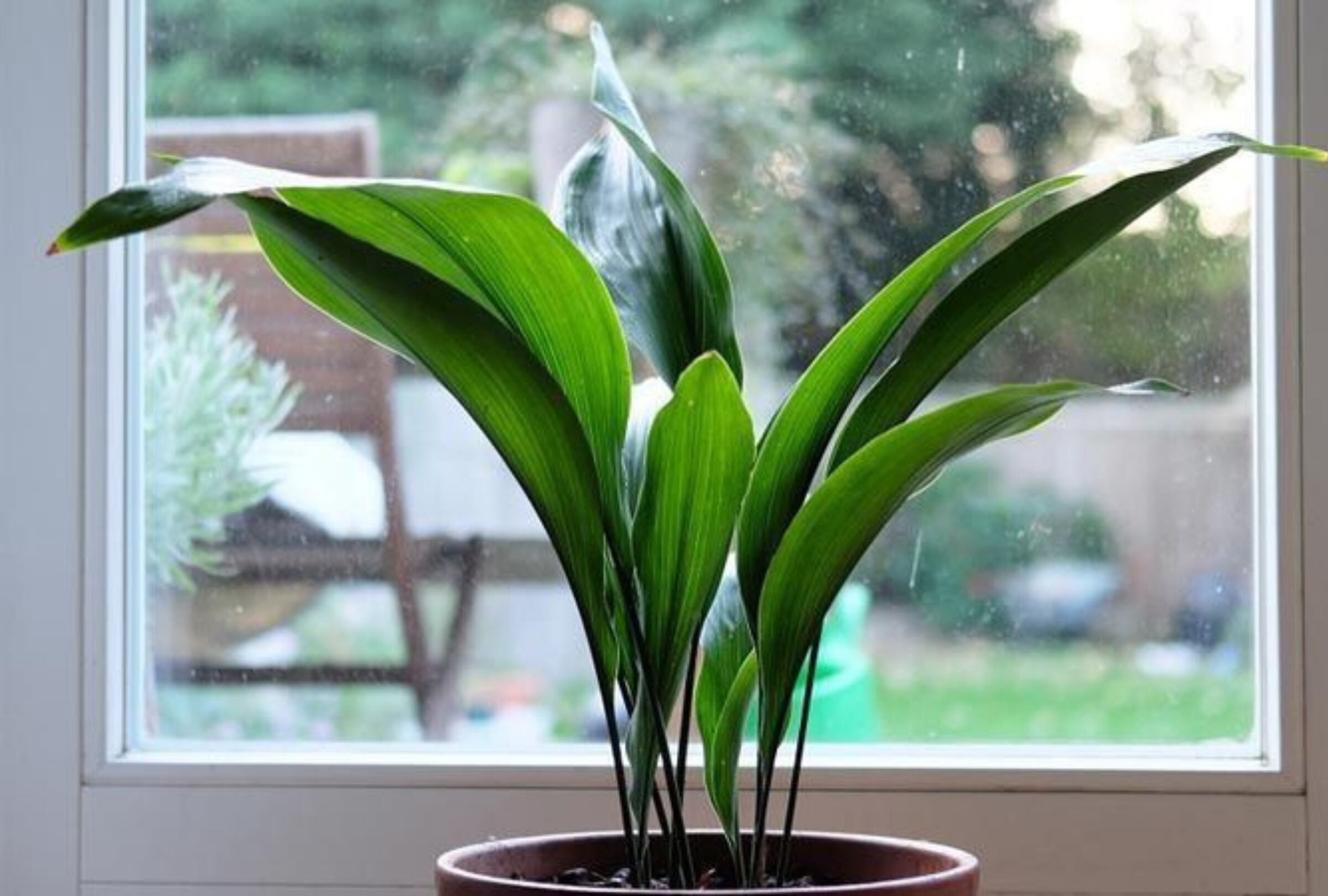 La aspidistra es una planta que puede llegar a vivir hasta 100 años. (Foto: Greenleaf).