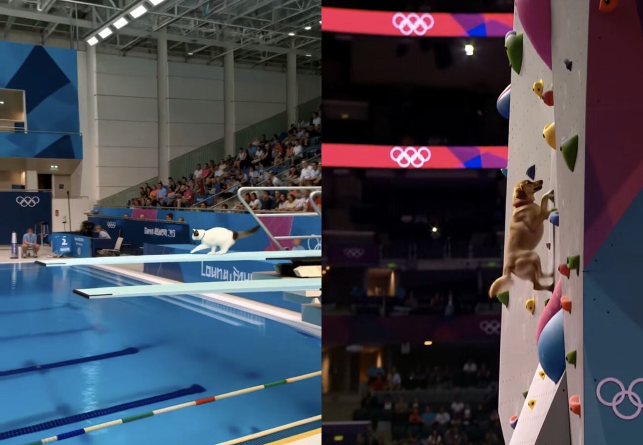 Video de animales compitiendo en deportes olímpicos han empezado a abarrotar las redes sociales. Han sido hechos con programas para generación de videos con IA muyr realistas.