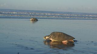 Investigan muerte de tortugas por algas tóxicas en el Pacífico