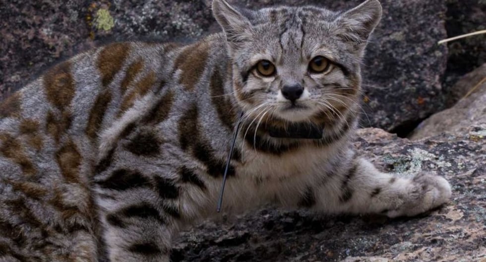El ‘Leopardus jacobita’ habita, por lo general, a 3.600 m.s.n.m., en zonas rocosas y de escasa vegetación. Su principal presa es la vizcacha. (Foto: Alianza Gato Andino)