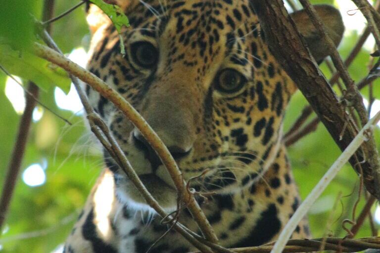 Registro de jaguar. Foto: Cortesía ProCAT.