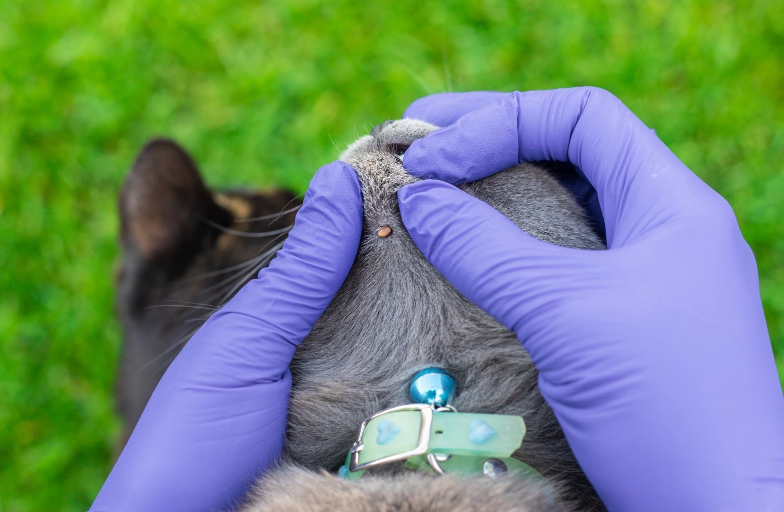 La deshidratación, las quemaduras solares y las infestaciones por pulgas, garrapatas y parásitos internos se vuelven más frecuentes en esta temporada.