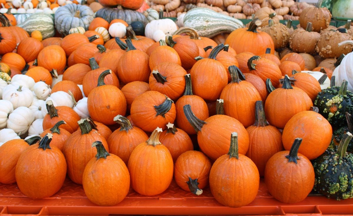Hay métodos que te permiten conservar las calabazas para que no se pudran en Halloween. (Foto: Keith Cassill / Pexels)