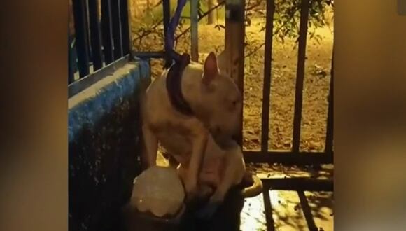 Perro de raza bull terrier fue abandonado por sus dueños en la cuadra 32 de la avenida Universitaria, en Los Olivos. (Foto: Captura/Latina)