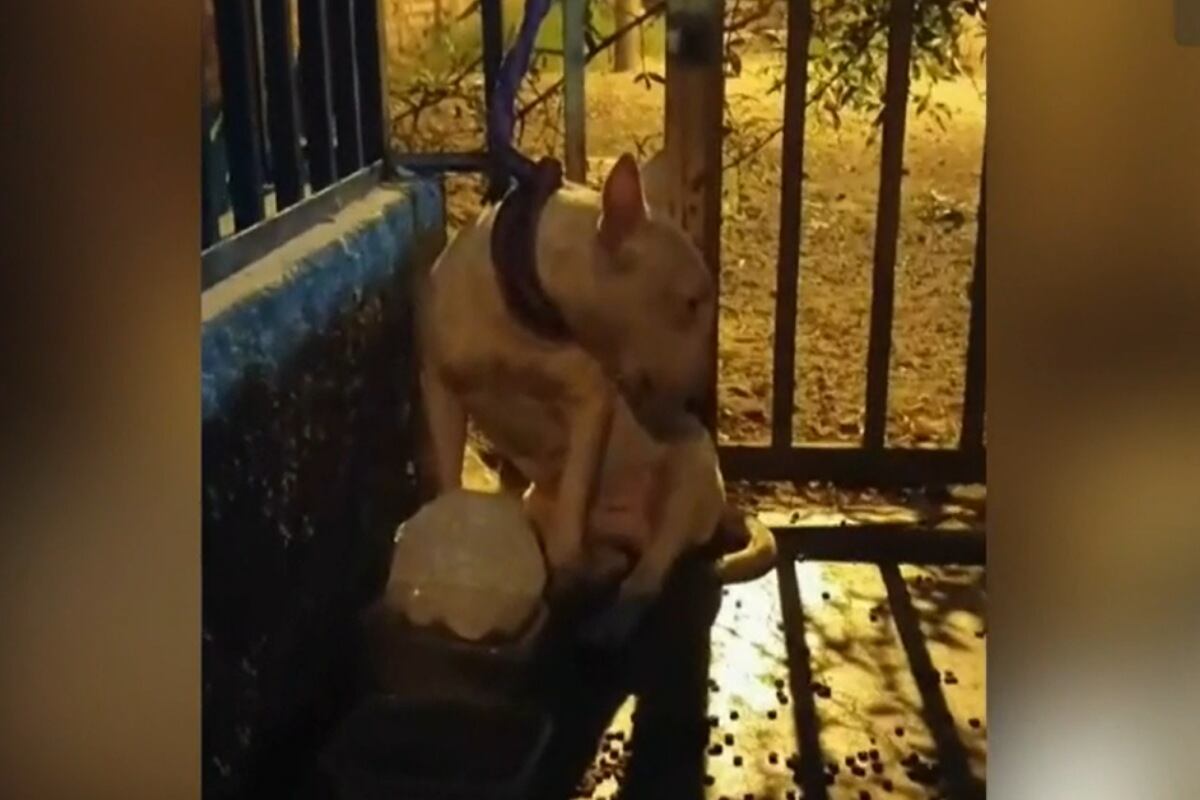 Perro de raza bull terrier fue abandonado por sus dueños en la cuadra 32 de la avenida Universitaria, en Los Olivos. (Foto: Captura/Latina)