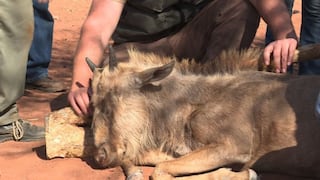 Sudáfrica: La crianza de animales salvajes como negocio [VIDEO]