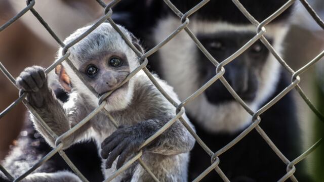 Activista a Air France: No transporten monos para experimentos