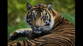 En el mundo solo quedan 3.200 tigres en libertad